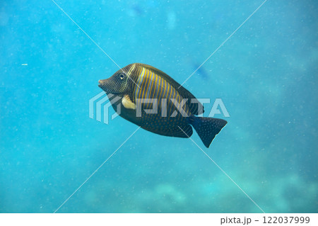 sea fish, coral reef, underwater 122037999