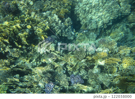 sea fish, coral reef, underwater 122038000