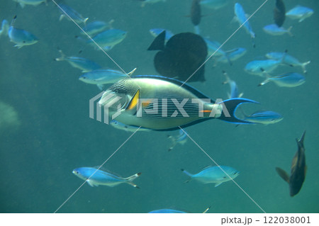 sea fish, coral reef, underwater 122038001