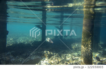 sea fish, coral reef, underwater sea fish, coral reef, underwater 122038003