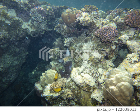 sea fish, coral reef, underwater sea fish, coral reef, underwater 122038013