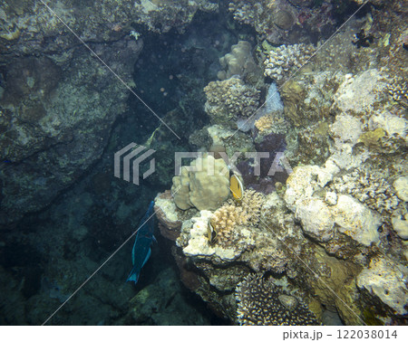 sea fish, coral reef, underwater 122038014