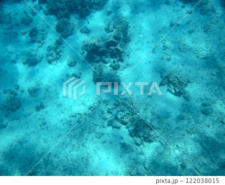 sea fish, coral reef, underwater 122038015