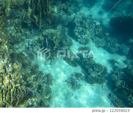 sea fish, coral reef, underwater 122038023