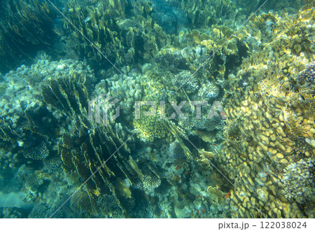 sea fish, coral reef, underwater 122038024