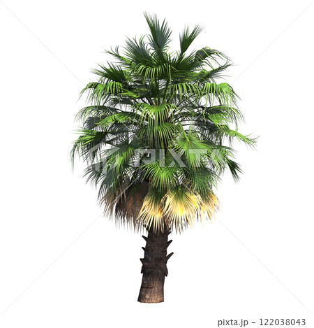 palm tree, isolate on a transparent background, 3D illustration palm tree, isolate on a transparent background, 3D illustration 122038043