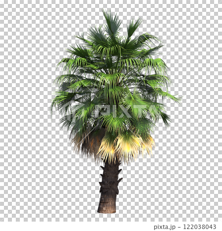 palm tree, isolate on a transparent background, 3D illustration palm tree, isolate on a transparent background, 3D illustration 122038043