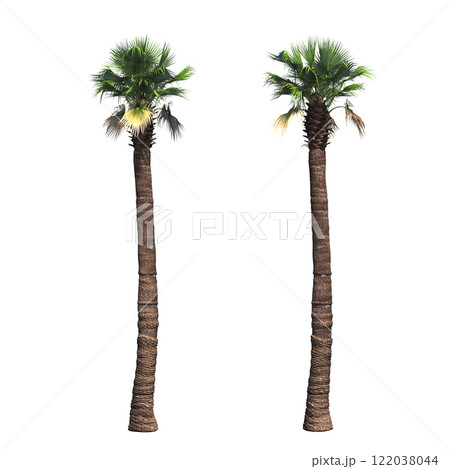 palm tree, isolate on a transparent background, 3D illustration palm tree, isolate on a transparent background, 3D illustration 122038044