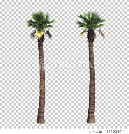 palm tree, isolate on a transparent background, 3D illustration palm tree, isolate on a transparent background, 3D illustration 122038044