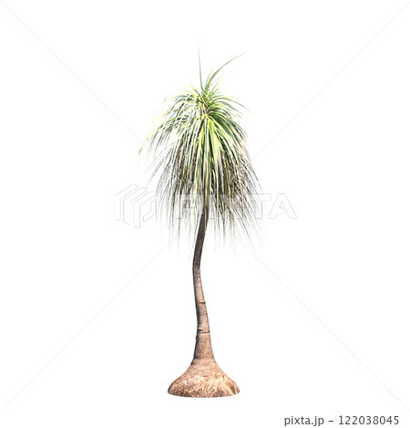 palm tree, isolate on a transparent background, 3D illustration palm tree, isolate on a transparent background, 3D illustration 122038045