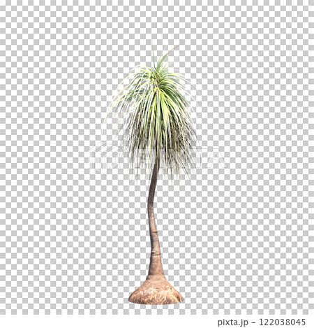 palm tree, isolate on a transparent background, 3D illustration palm tree, isolate on a transparent background, 3D illustration 122038045