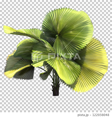 palm tree, isolate on a transparent background, 3D illustration 122038048