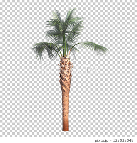 palm tree, isolate on a transparent background, 3D illustration palm tree, isolate on a transparent background, 3D illustration 122038049
