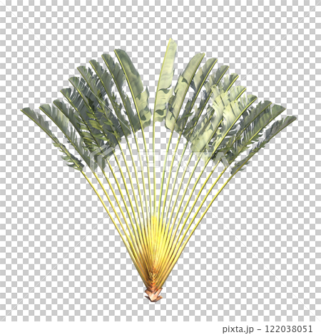 palm tree, isolate on a transparent background, 3D illustration palm tree, isolate on a transparent background, 3D illustration 122038051