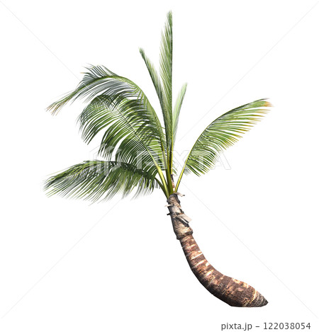palm tree, isolate on a transparent background, 3D illustration 122038054