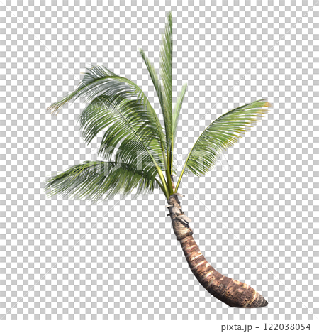 palm tree, isolate on a transparent background, 3D illustration 122038054