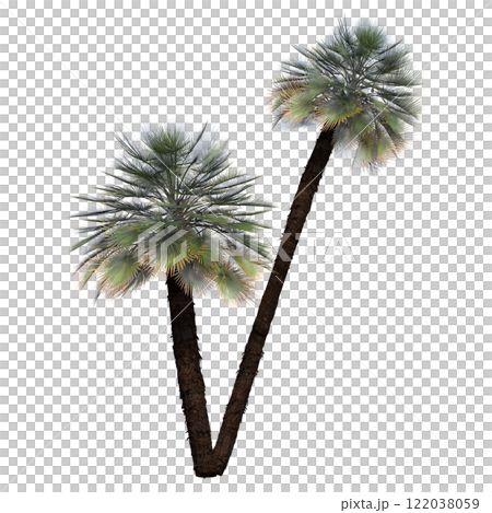 palm tree, isolate on a transparent background, 3D illustration 122038059