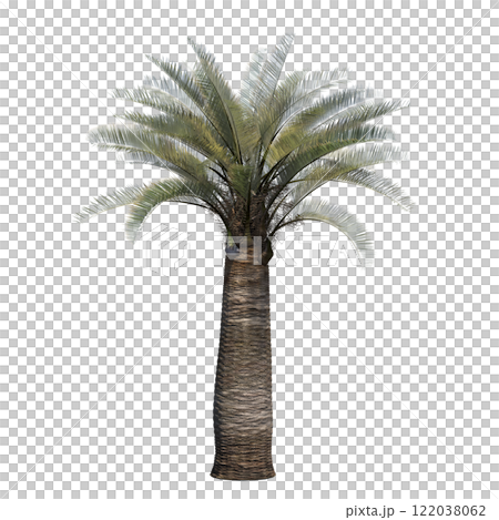 palm tree, isolate on a transparent background, 3D illustration 122038062