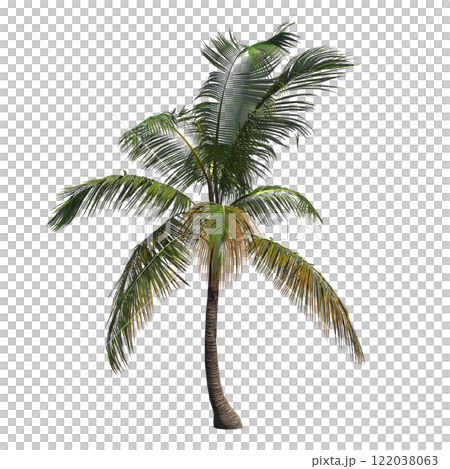 palm tree, isolate on a transparent background, 3D illustration 122038063