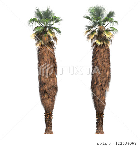 palm tree, isolate on a transparent background, 3D illustration 122038068