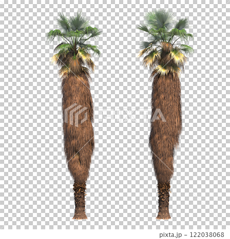 palm tree, isolate on a transparent background, 3D illustration 122038068