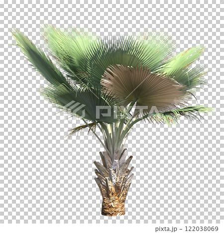 palm tree, isolate on a transparent background, 3D illustration palm tree, isolate on a transparent background, 3D illustration 122038069