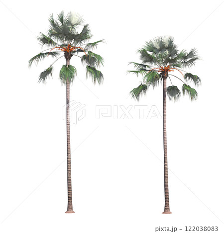 palm tree, isolate on a transparent background, 3D illustration 122038083