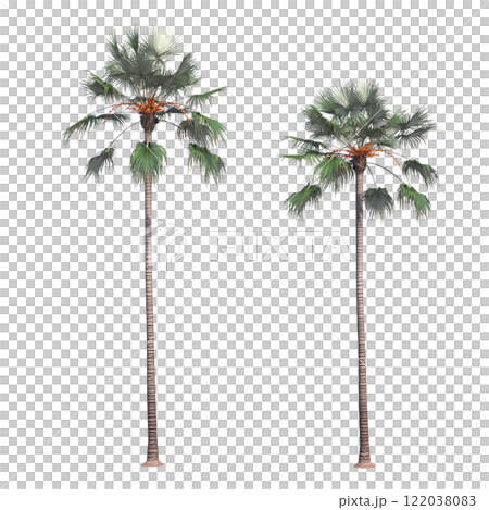 palm tree, isolate on a transparent background, 3D illustration 122038083