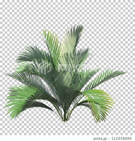 palm tree, isolate on a transparent background, 3D illustration palm tree, isolate on a transparent background, 3D illustration 122038084