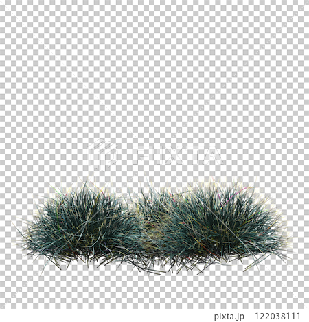 wild field grass, isolated on a transparent background, 3D illustration, cg render wild field grass, isolated on a transparent background, 3D illustration, cg render 122038111