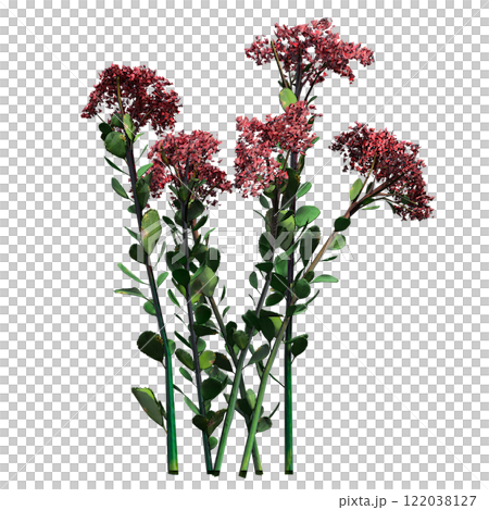 wild field grass, isolated on a transparent background, 3D illustration, cg render wild field grass, isolated on a transparent background, 3D illustration, cg render 122038127