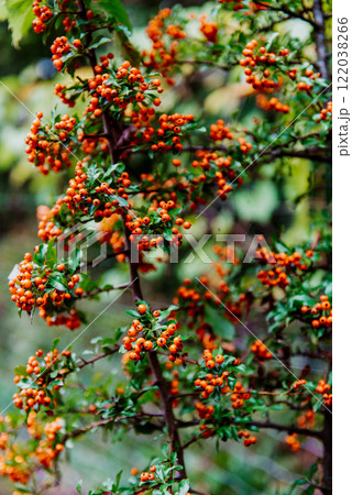 Pyracantha is a genus of large, thorny evergreen shrubs in the family Rosaceae. Pyracantha is a genus of large, thorny evergreen shrubs in the family Rosaceae. 122038266