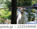 哲学の道にいる三毛猫がお散歩の途中眠くなり大あくび 122038406