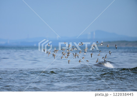 トウネン 122038445