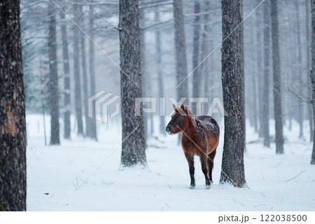雪の日の森と道産子 122038500