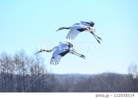 飛んでいる鶴 122038514