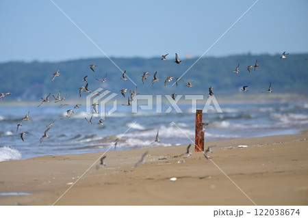 トウネン 122038674