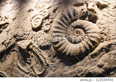 化石のイメージ 化石のイメージ 122039448