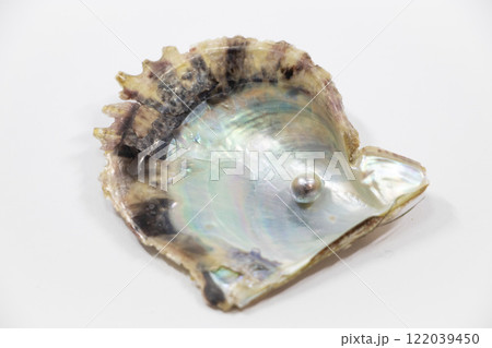 真珠 アコヤガイ 真珠 アコヤガイ 122039450