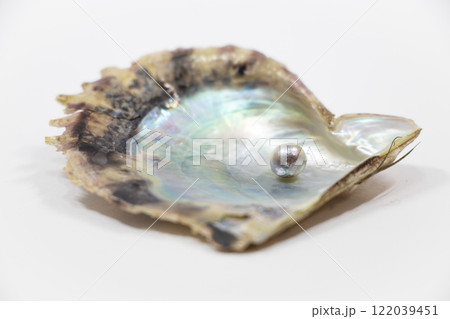 真珠 アコヤガイ 122039451