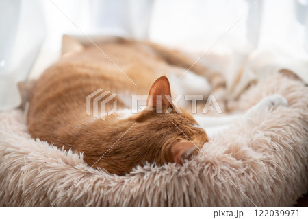 眠る猫　茶トラ白 122039971