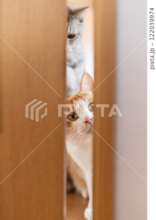 ドアの隙間から覗く猫　茶トラ白 122039974