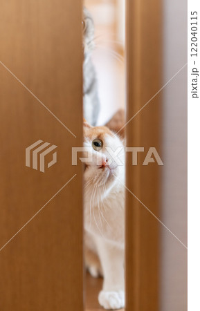 ドアの隙間から覗く猫 茶トラ白 ドアの隙間から覗く猫 茶トラ白 122040115