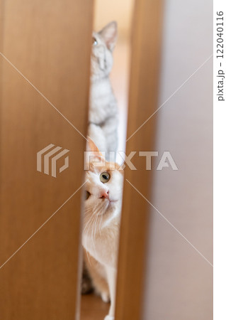 ドアの隙間から覗く猫　茶トラ白 122040116
