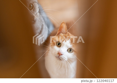 ドアの隙間から覗く猫 茶トラ白 ドアの隙間から覗く猫 茶トラ白 122040117