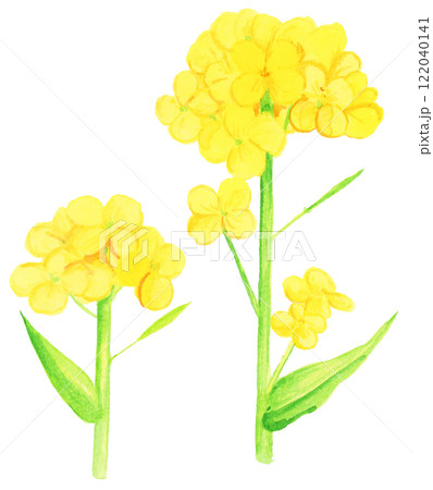 手描き水彩の菜の花のイラスト 122040141