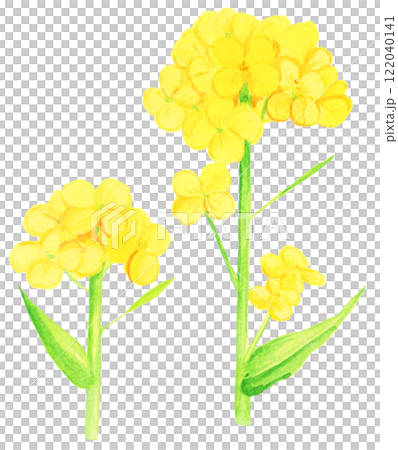 手描き水彩の菜の花のイラスト 122040141