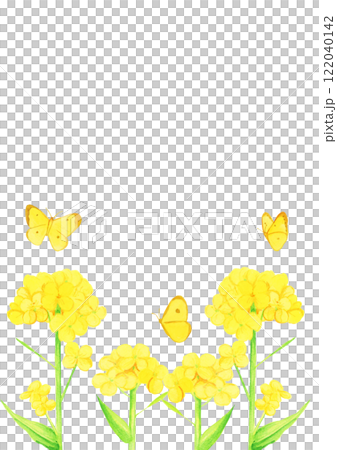 手繪水彩油菜花和黃蝴蝶飛越花圖 122040142