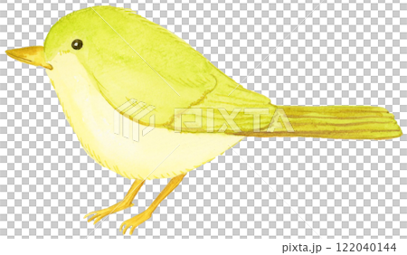 Hand-drawn watercolor illustration of a cute Japanese bush warbler 122040144