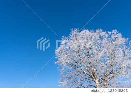 霧氷と青空 霧氷と青空 122040268